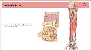 75 Arterias y venas del compartimento anterior del antebrazo Clase de Anatomía Humana de Gray [upl. by Wake460]