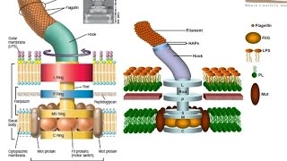 Bacterial flagellum structure [upl. by Wait]