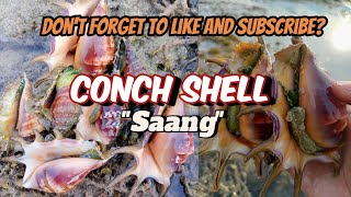 Spider Conch Shell  We called it Saang in our Local Term [upl. by Lev]