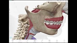 Esophagus Lec1  First Part  generalsurgery [upl. by Aia]