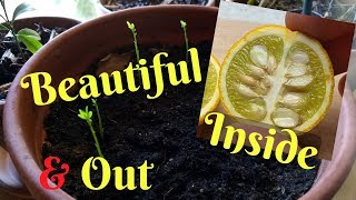 Growing Flying Dragon Orange From Seed  Cold Hardy Citrus  Poncirus Trifoliata [upl. by Shumway]