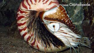 Filo Mollusca moluscos mais biologia parte 2 [upl. by Janot]