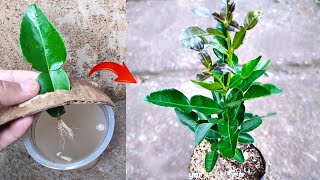 Technique skills How to propagate kaffir lime from kaffir lime leaves in pots [upl. by Enala]