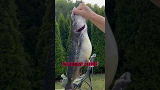 Fishing For Catfish  The BIGGEST Catfish shorts fishing [upl. by Notfa]