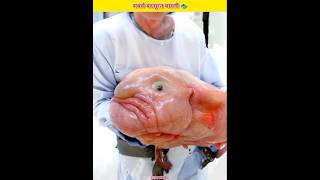 BlobFish Badsurat Nahi Hai😵 shorts short facts [upl. by Katerina]