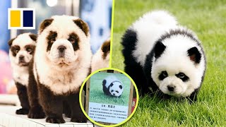 ‘Panda dogs’ draw large crowds to Chinese zoo [upl. by Danae]