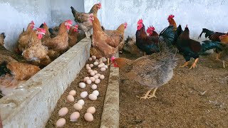 How to make your Chickens lay more eggs Secrets on poultry Farm [upl. by Ahtanamas]