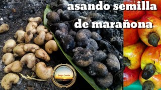 Asando semillas de marañonas o nuez de la india  sangre costeña [upl. by Nassir959]