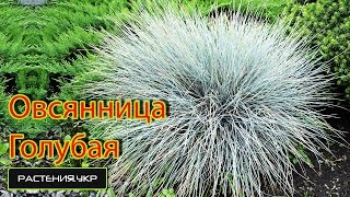 Луговые травы  Овсянница голубая [upl. by Hoffert]