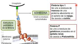 Patogenicidad Bacteriana I [upl. by Hanafee620]