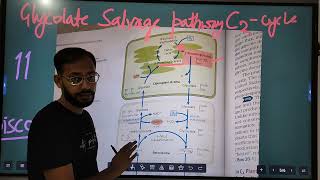 Photorespiration  C2 Cycle  Glycolate salvage pathway [upl. by Chaing]