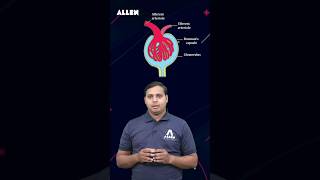 NEET 2024  Malpighian Body  Renal Corpuscle  Important Diagram Based Question shorts [upl. by Peh]