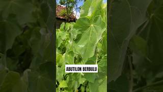 TANAMAN ABUTILON BERBULU ‼️ Abutilon grandifolium  Hairy Indian Mallow  Hairy Abutilon [upl. by Anastice]