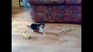 Cat frightened of a lizard  Katze erschreckt sich vor Eidechse HD [upl. by Yeltsew]