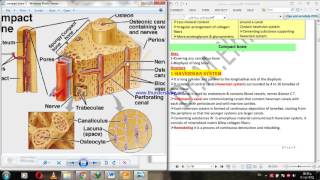 compact bone vs cancellous bone [upl. by Watters]