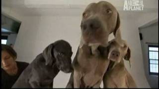 Dogs 101  Weimaraners [upl. by Asimaj543]