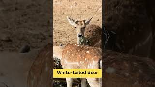 White Tailed Deer  Physical Characteristics  Habitat  Diet  Behavior  101 Facts usa animals [upl. by Adoh]