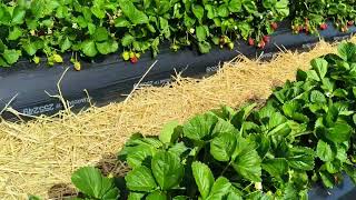 Strawberry picking at Julians strawberry farm Whakatane New Zealand [upl. by Ebarta]