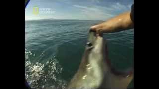 Squalo Bianco che si fa accarezzare su muso A man pets a great white shark on his nose [upl. by Ytisahc451]