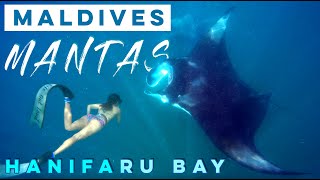 Hanifaru Bay is a Manta Ray Heaven  Dharavandhoo  Baa Atoll Maldives [upl. by Mines187]