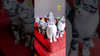 😹alifun baa arabic song singing cute Kitty 😻 alifunbaa​ cat cute alifunba shorts trending😸 [upl. by Ahsenit]