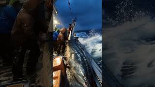 Giant Sea Monsters Caught by Fishermen 🐙🎣GiantSeaCreatures FishingDiscoveries OceanMysteries [upl. by Symons]