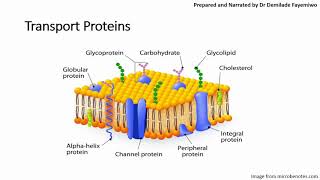 Chapter 41 Cell Membranes and Transport Phospholipids and Cell Signaling [upl. by Eelsha]