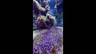 Fluval Evo Nano Reef Tank GSP time Lapse [upl. by Gualterio737]