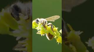 Uncovering the Secrets of Bees [upl. by Renfred]