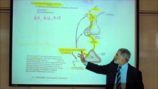 ADRENOCORTICOTROPIN ACTH amp THE REGULATION OF CORTISOL by Professor Fink [upl. by Enneirb877]