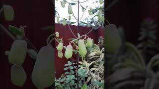 Kalanchoe Pinnata Plant Miracle Leaf Flowers [upl. by Aynos]