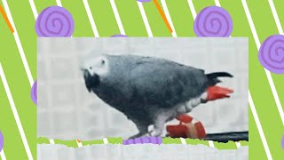 Allah hu AllahoAkbar ❤️❤️ cool cool voice ❤️my sohna beta grey parrot [upl. by Tenaej]