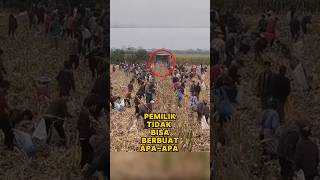 Penduduk Desa Menjarah Jagung Seorang Petani [upl. by Airebma455]