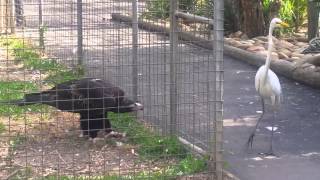 Eagle attacks bird at Featherdale Wildlife Park Sydney Australia [upl. by Rehm]