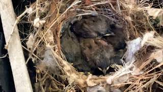 Hatched House Wrens [upl. by Onofredo]