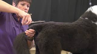 Portuguese Water Dog Tail Set w Michell Evans [upl. by Mommy502]