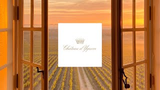 A new dawn  Château d’Yquem 2019 [upl. by Jone]