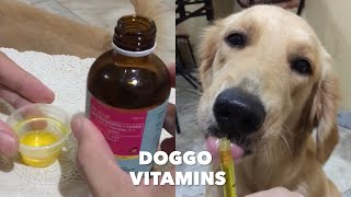 Our Dogs Love Their Vitamins 💕 LC VIT  Philippines shorts [upl. by Vinia]