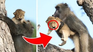 Why Do Baboons Steal Lion Cubs [upl. by Etnauj]