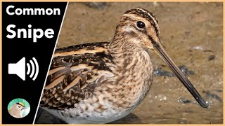 Common Snipe  Sounds [upl. by Astrea239]