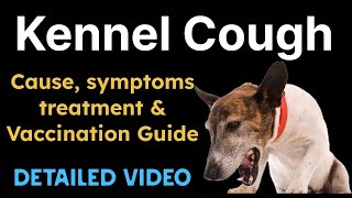 Kennel Cough in dogs Causes Symptoms treatment and Vaccination Guide [upl. by Scarface]