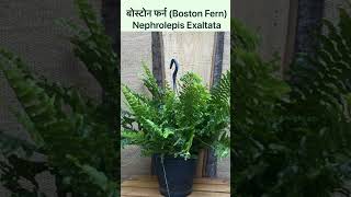 बोस्टोन फर्न Boston FernNephrolepis Exaltata healthylifewithnature shorts [upl. by Nessej]