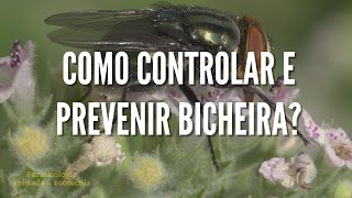 Como controlar e prevenir BICHEIRA  Mosca Varejeira Cochliomyia hominivorax [upl. by Drawets875]