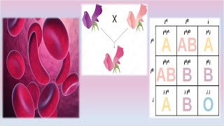 Complex Inheritance Patterns  Mrs Biology [upl. by Oinotnaocram620]