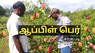 Apple Ber  காஷ்மீர் எலந்தை Kashmiri Apple Ber  Red Apple ber  Apple Ber cultivation [upl. by Notyard]