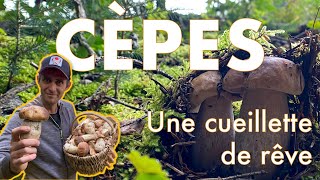 CÈPES  UNE CUEILLETTE DE RÊVE  mes conseils [upl. by Yesnel324]