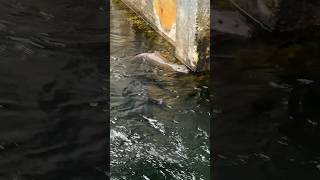 Fischotter Familie im Fjord fischotter norwegen otter [upl. by Sirrom314]