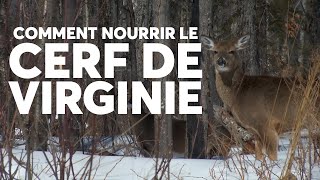 NOURRIR LE CERF DE VIRGINIE pour aider sa SURVIE EN HIVER [upl. by Ivets]