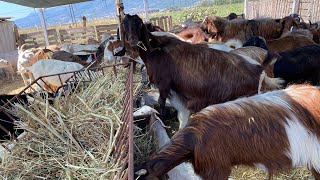 HALEP MALTIZ ALPIN SANNEN KEÇİSİ VERİM ÖZELİĞİ [upl. by Binette]