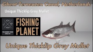 Unique Thicklip Grey Mullet  GhentTerneuzen Canal Netherlands  Fishing Planet Guide [upl. by Ibur]